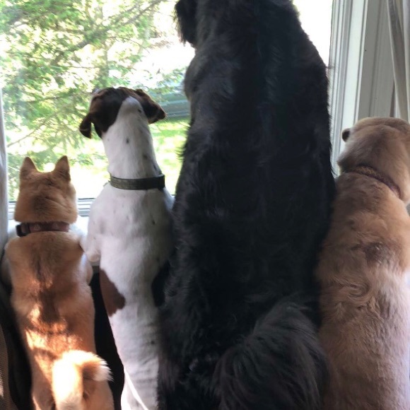 Smoke free but not Pet free! - Picture 2 of 2